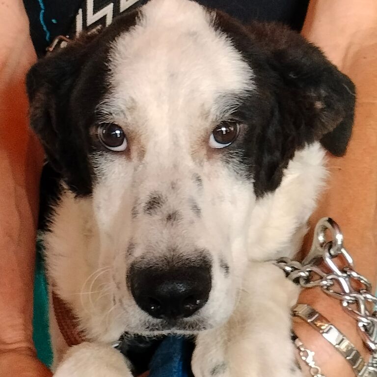 5403922  in regalo cucciolona