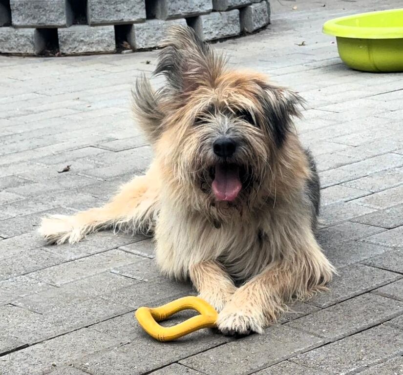 5404342  in regalo CANE METICCIO
