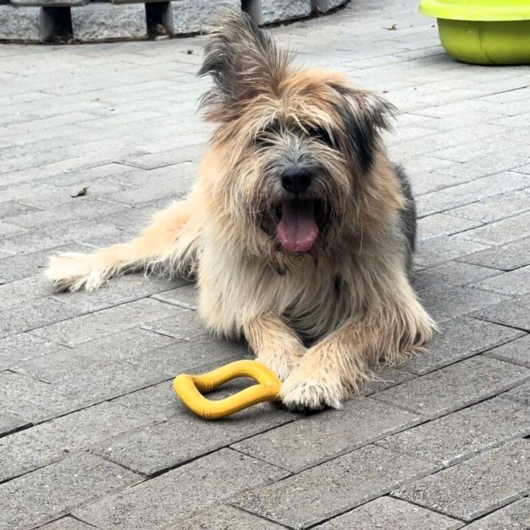 5404343  in regalo CANE METICCIO