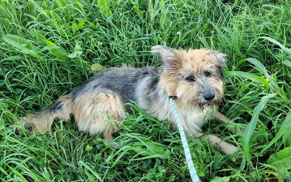 5404344  in regalo CANE METICCIO