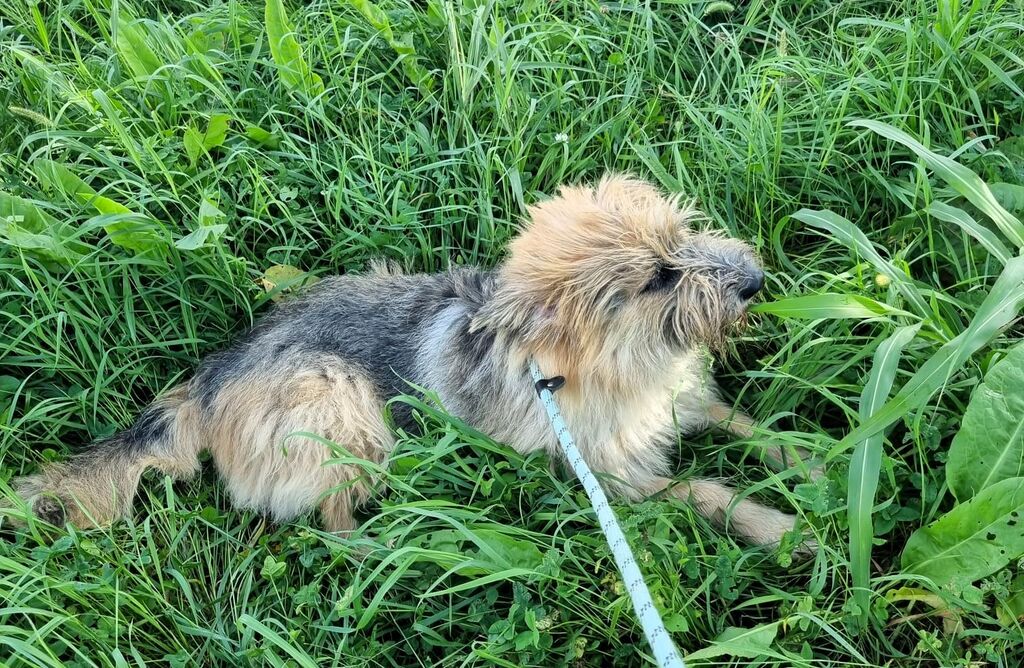 5404345  in regalo CANE METICCIO