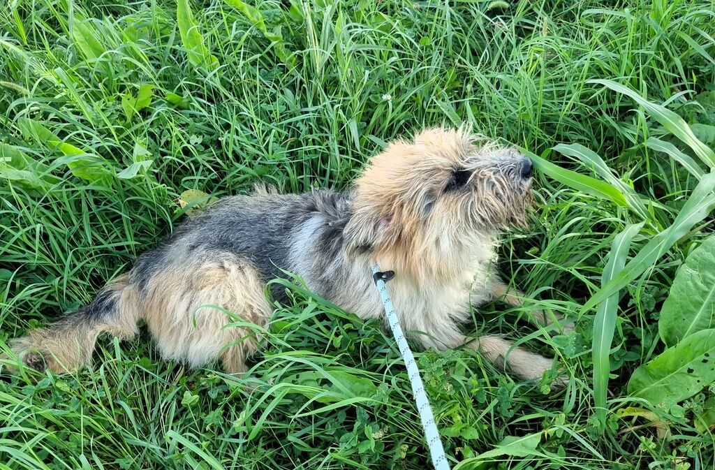 5404346  in regalo CANE METICCIO
