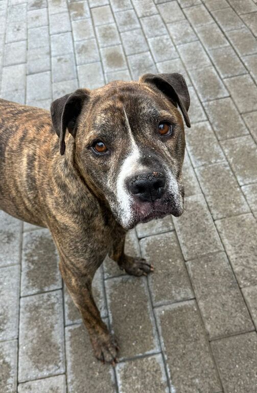 5404348  in regalo CANE METICCIO
