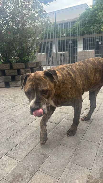 5404349  in regalo CANE METICCIO