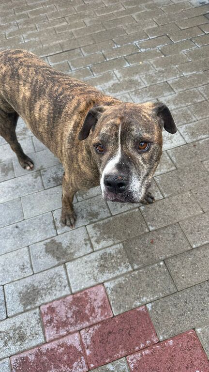 5404350  in regalo CANE METICCIO