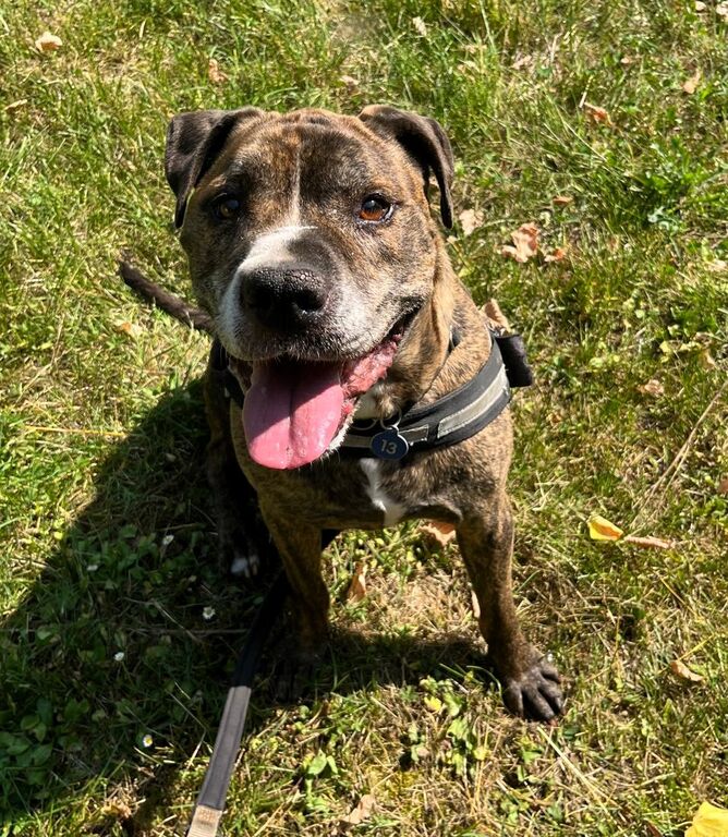5404351  in regalo CANE METICCIO