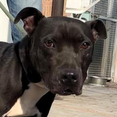 5404353  in regalo CANE METICCIO