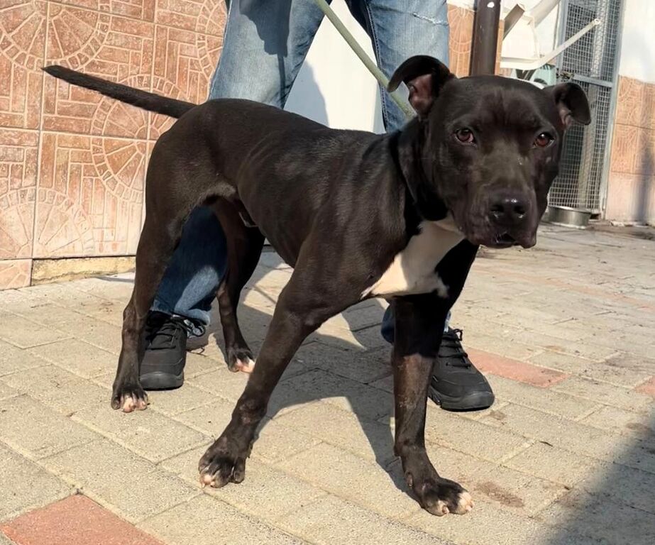 5404354  in regalo CANE METICCIO