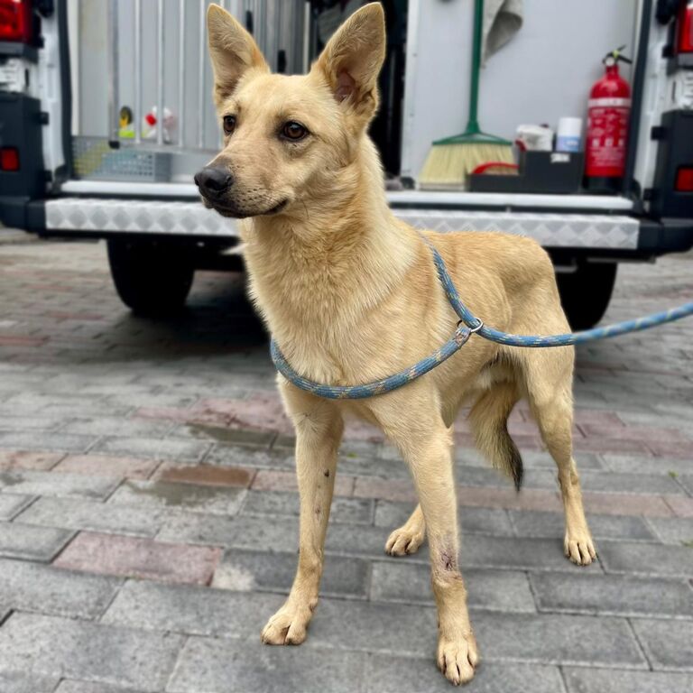 5404764  in regalo CANE METICCIO
