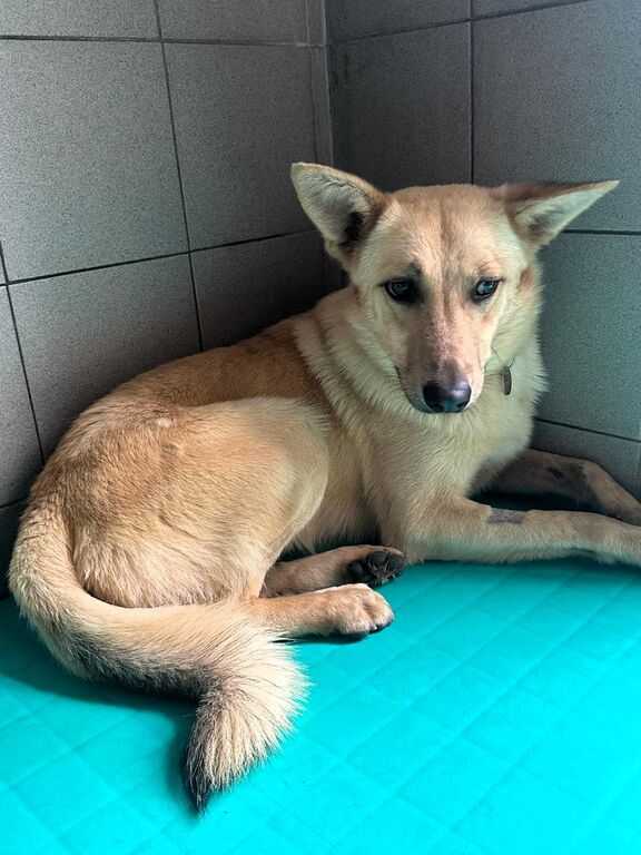 5404766  in regalo CANE METICCIO