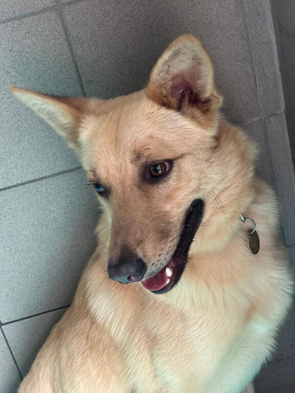 5404767  in regalo CANE METICCIO