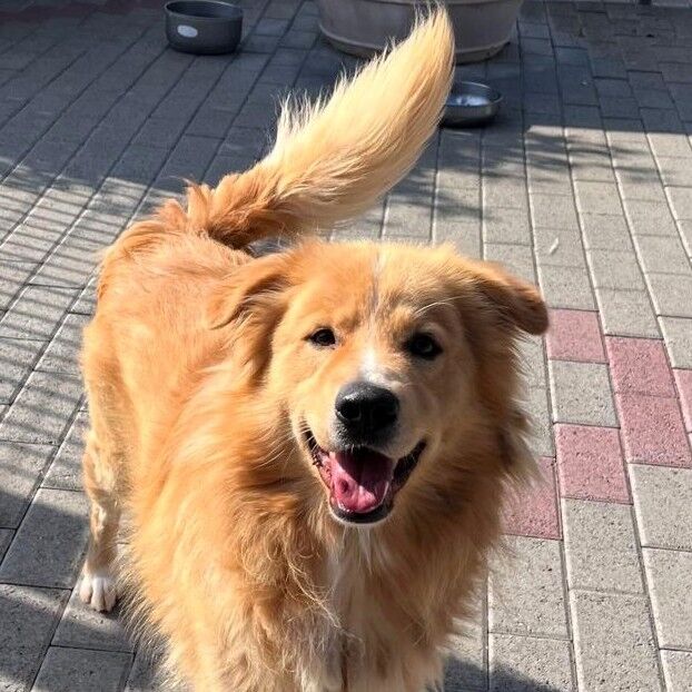 5404804  in regalo CANE METICCIO