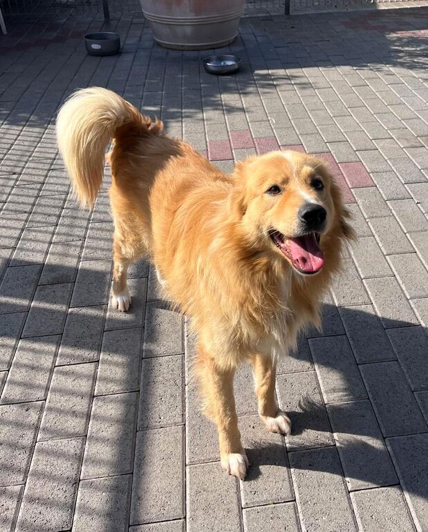 5404805  in regalo CANE METICCIO