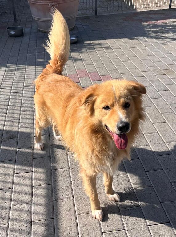 5404806  in regalo CANE METICCIO