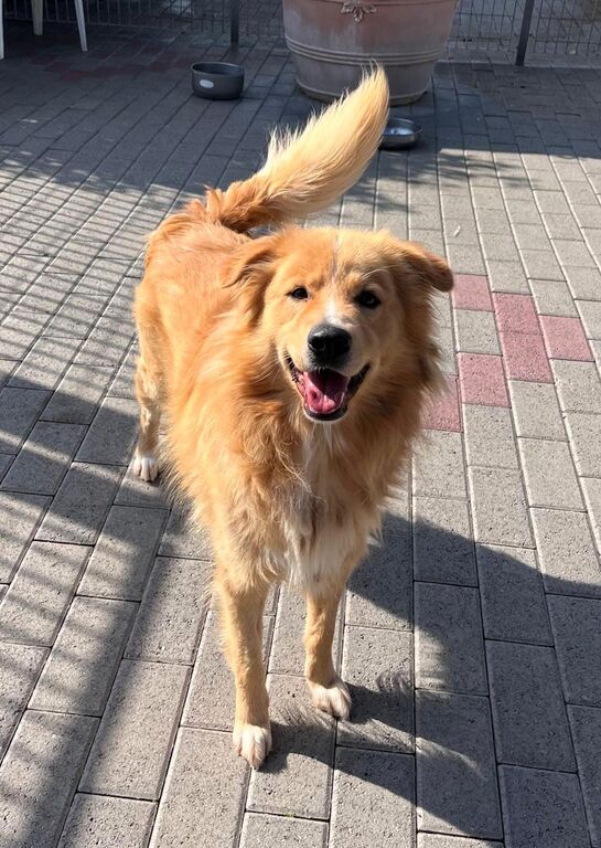 5404807  in regalo CANE METICCIO