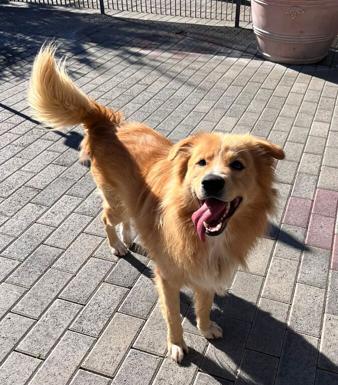 5404808  in regalo CANE METICCIO