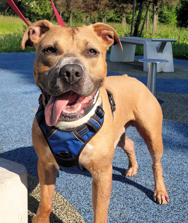 5404974  in regalo CANE METICCIO