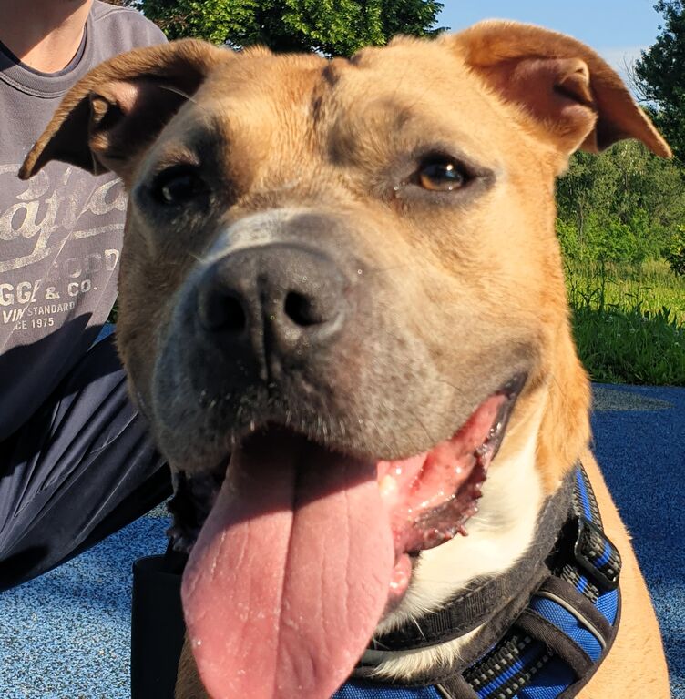 5404976  in regalo CANE METICCIO