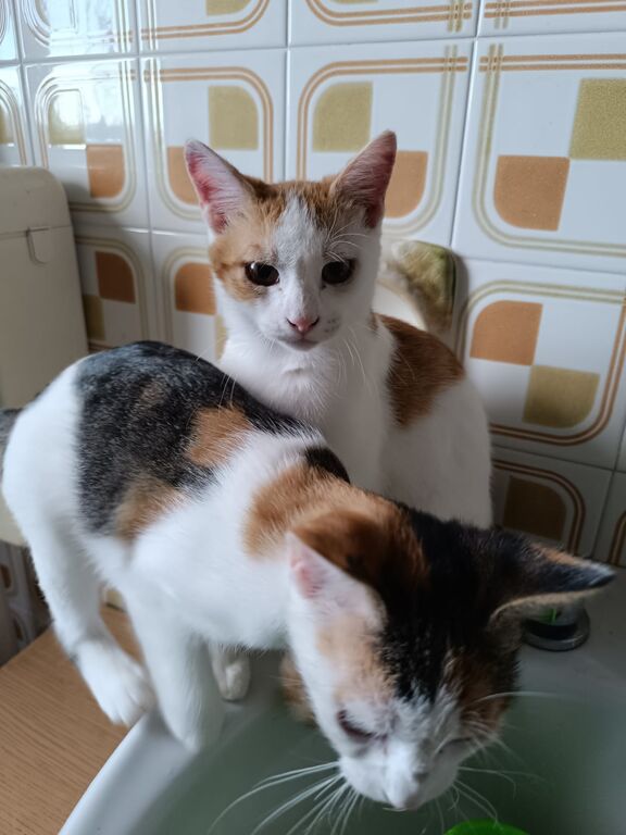 5405001 Cerco in regalo Gattina
