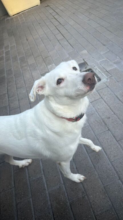 5405882  in regalo CAGNOLINA METICCIA