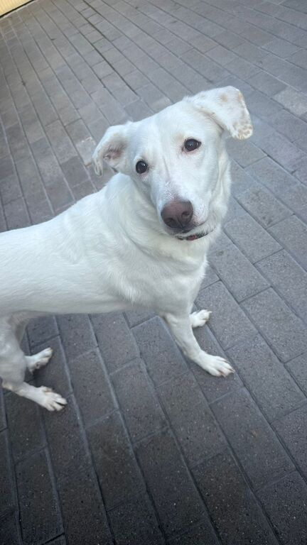 5405883  in regalo CAGNOLINA METICCIA