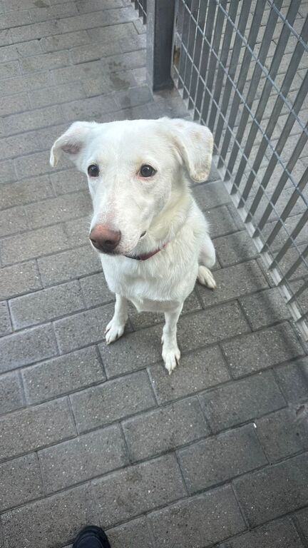5405884  in regalo CAGNOLINA METICCIA