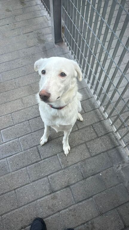 5405885  in regalo CAGNOLINA METICCIA