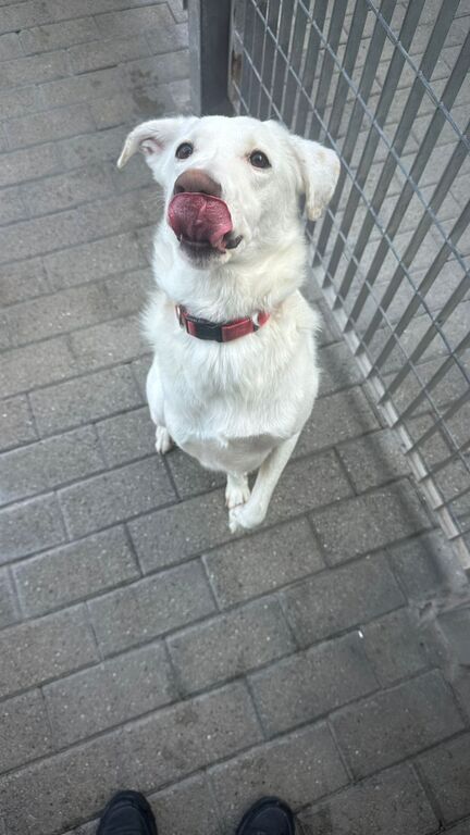 5405886  in regalo CAGNOLINA METICCIA