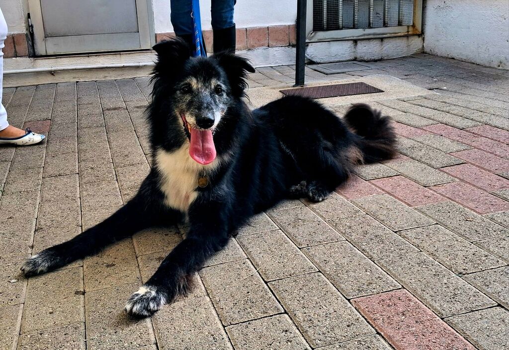 5405959  in regalo CANE METICCIO