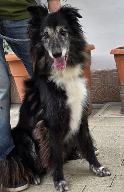 5405960  in regalo CANE METICCIO