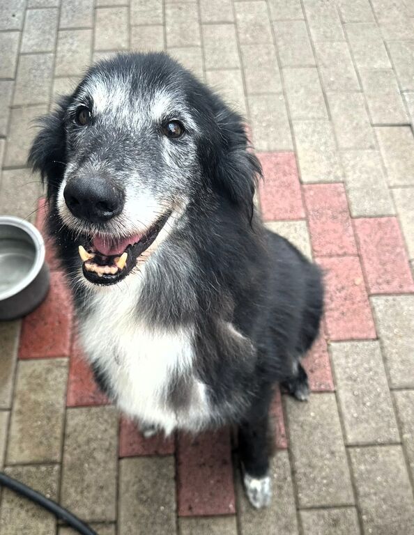 5405961  in regalo CANE METICCIO