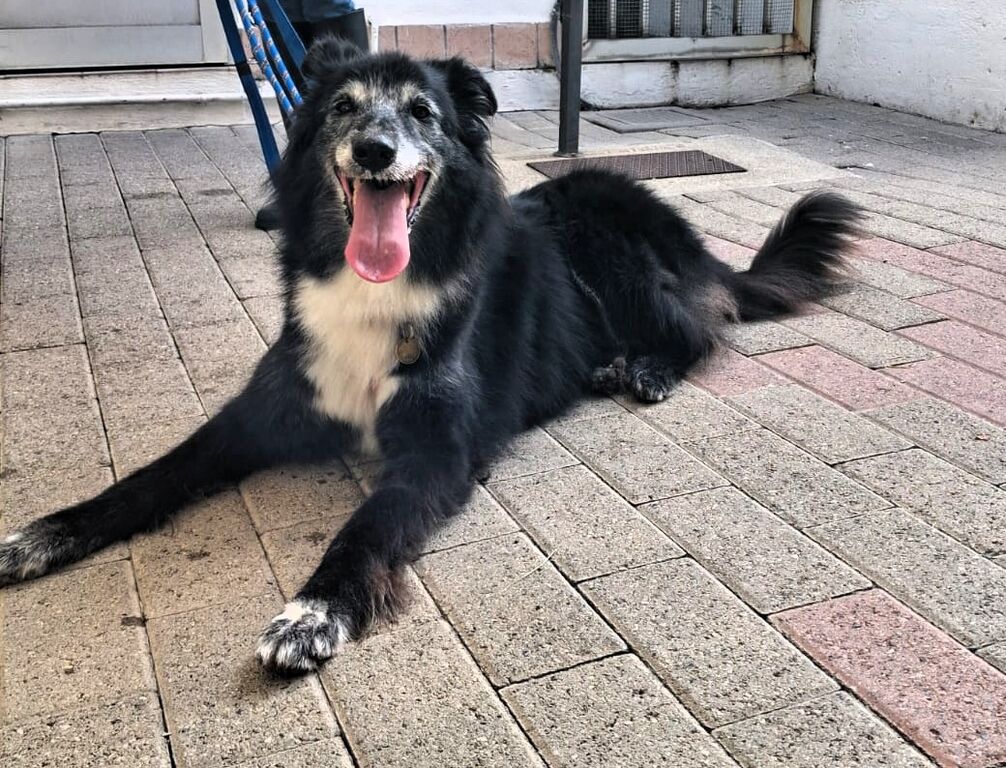 5405962  in regalo CANE METICCIO