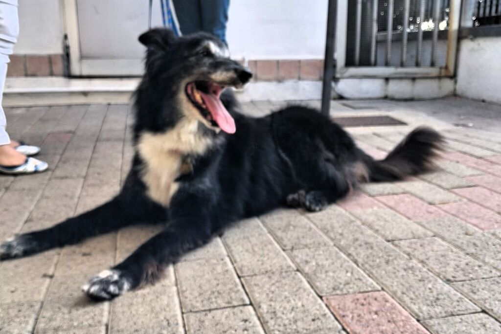 5405963  in regalo CANE METICCIO