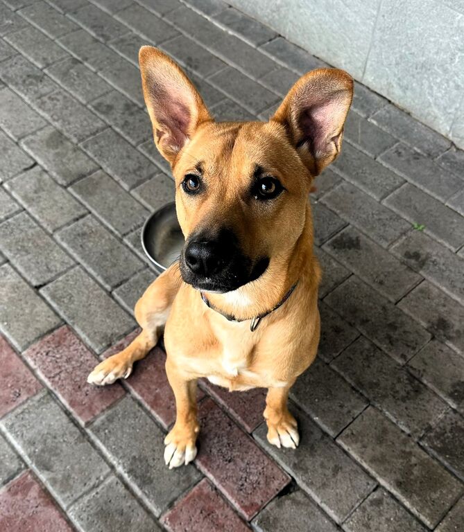 5406156  in regalo CANE METICCIO