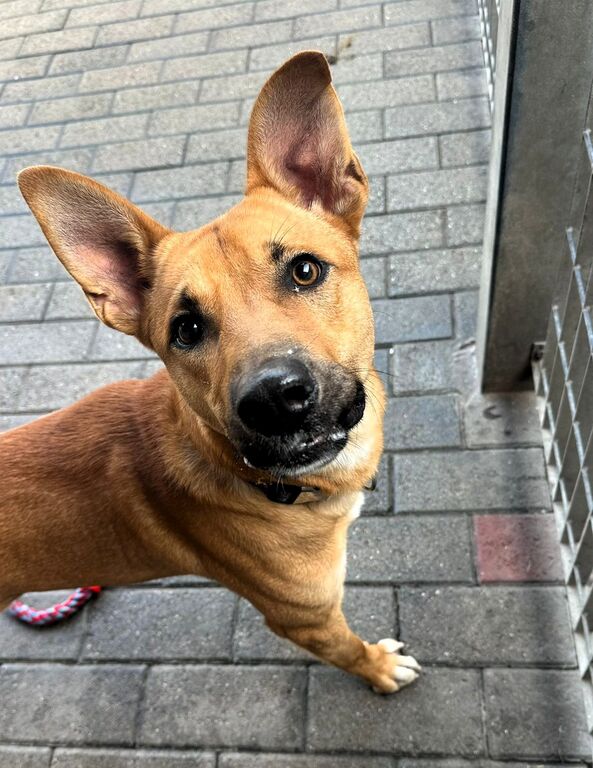 5406157  in regalo CANE METICCIO