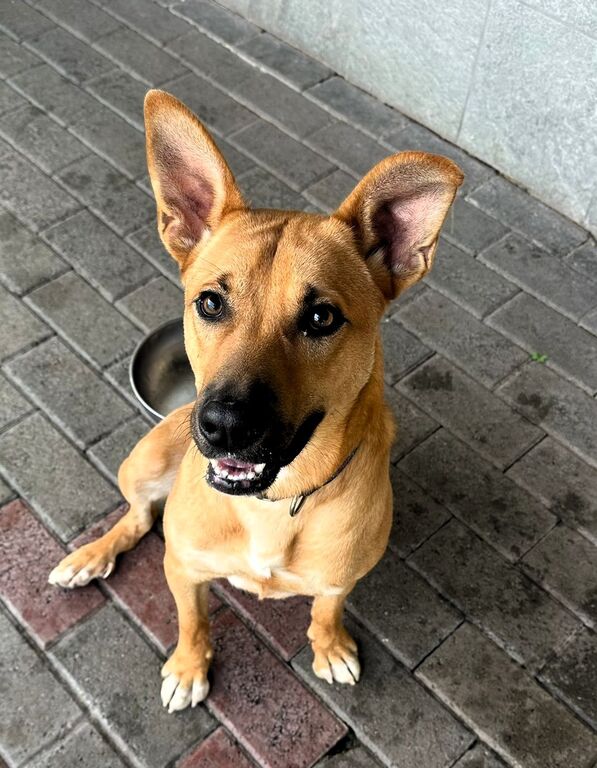5406158  in regalo CANE METICCIO