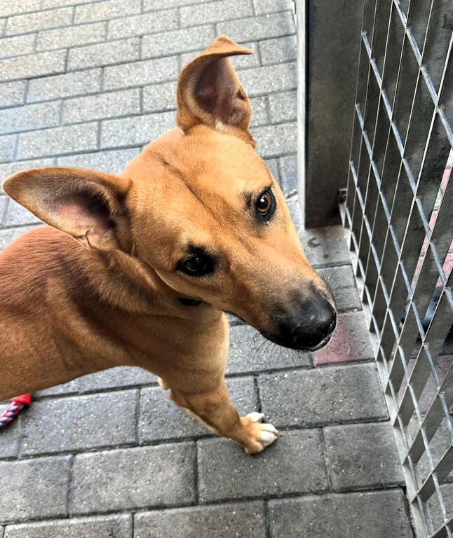 5406159  in regalo CANE METICCIO