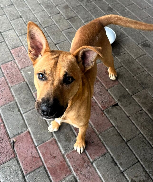 5406160  in regalo CANE METICCIO