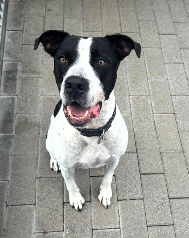 5406161  in regalo CANE METICCIO