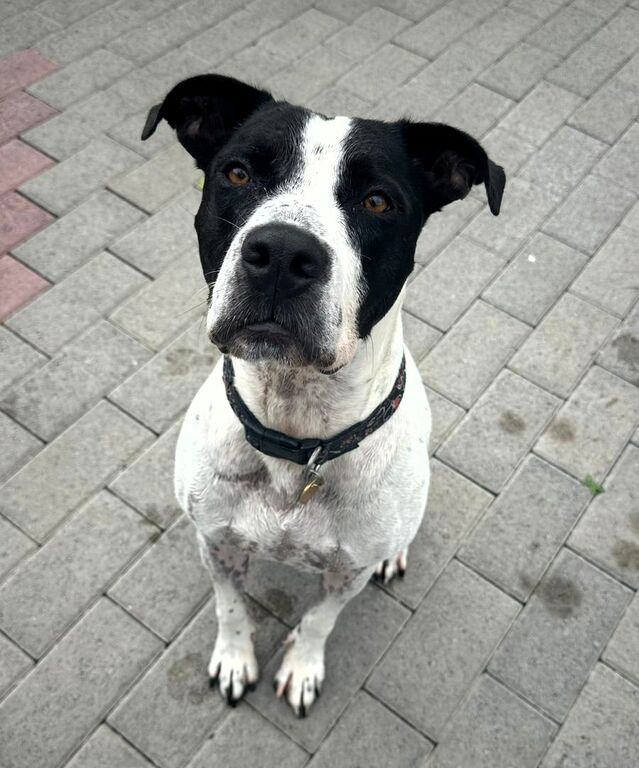 5406162  in regalo CANE METICCIO