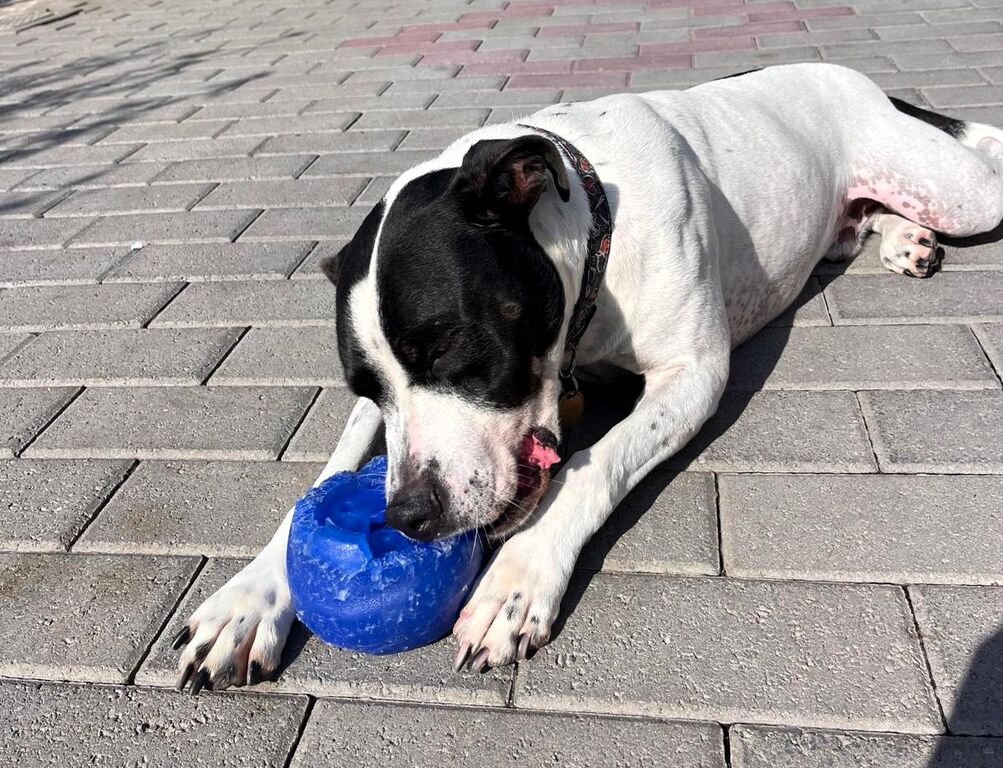 5406163  in regalo CANE METICCIO