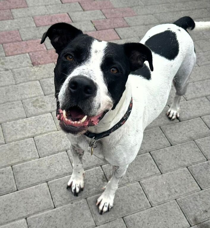 5406164  in regalo CANE METICCIO