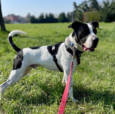 5406165  in regalo CANE METICCIO