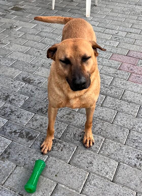 5407481  in regalo CANE METICCIO