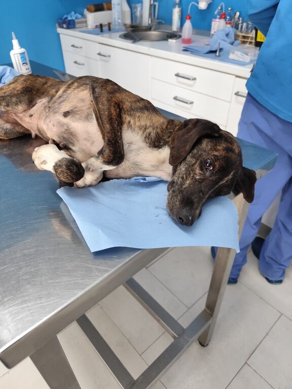 5407671  in regalo Cannella taglia medio