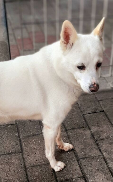 5407686  in regalo CANE METICCIO