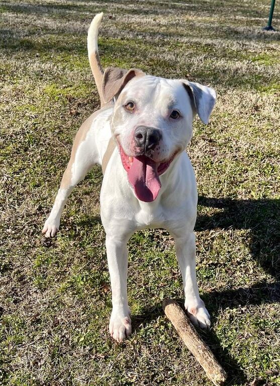 5409716  in regalo CANE METICCIO