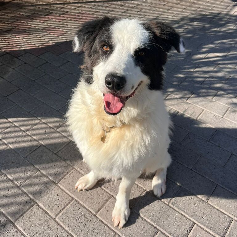 5410075  in regalo CANE METICCIO