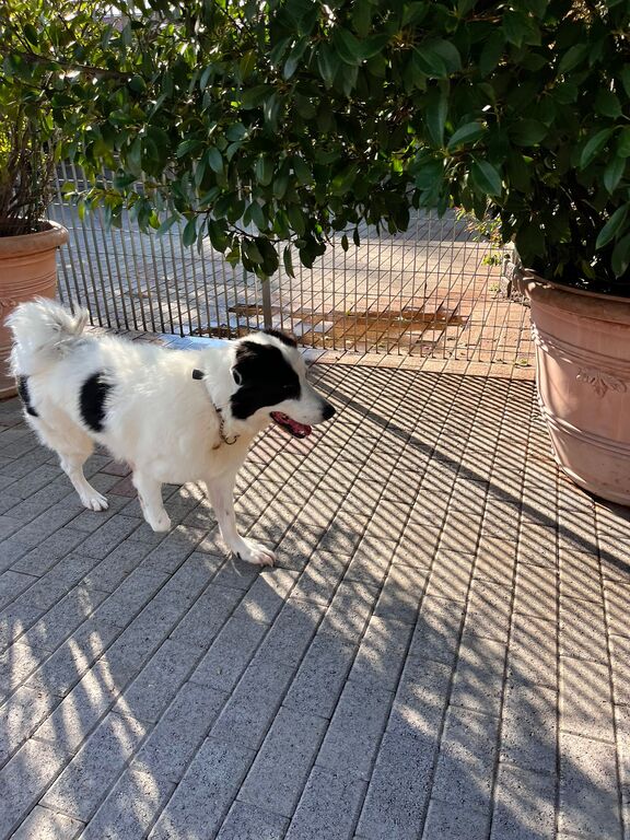 5410077  in regalo CANE METICCIO