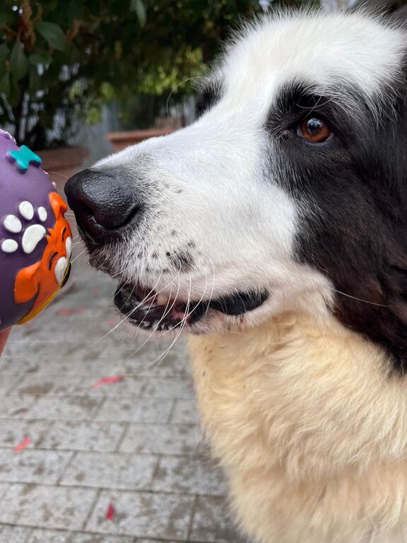 5410079  in regalo CANE METICCIO